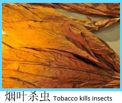 制氮機(jī)應(yīng)用-煙葉殺蟲(chóng)